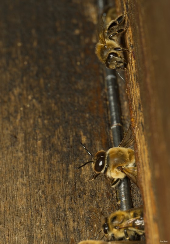 2024-07 - Bees At Apiary Near Clingandael - The Hague - SA709136.editted.good
