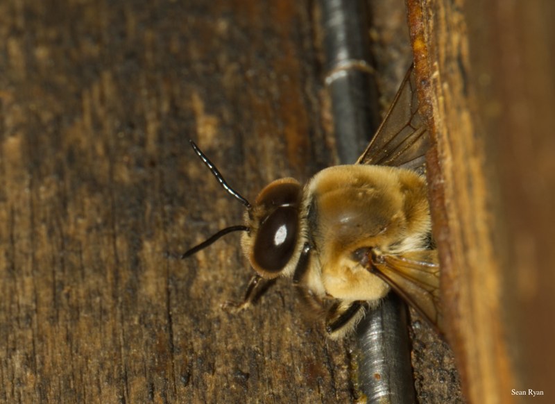 2024-07 - Bees At Apiary Near Clingandael - The Hague - SA709136.editted.zoom-1