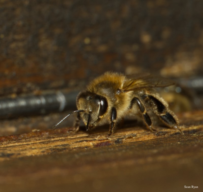 2024-07 - Bees At Apiary Near Clingandael - The Hague - SA709136.editted.zoom-2