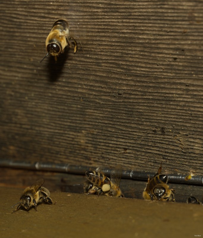 2024-07 - Bees At Apiary Near Clingandael - The Hague - SA709143.crop-1