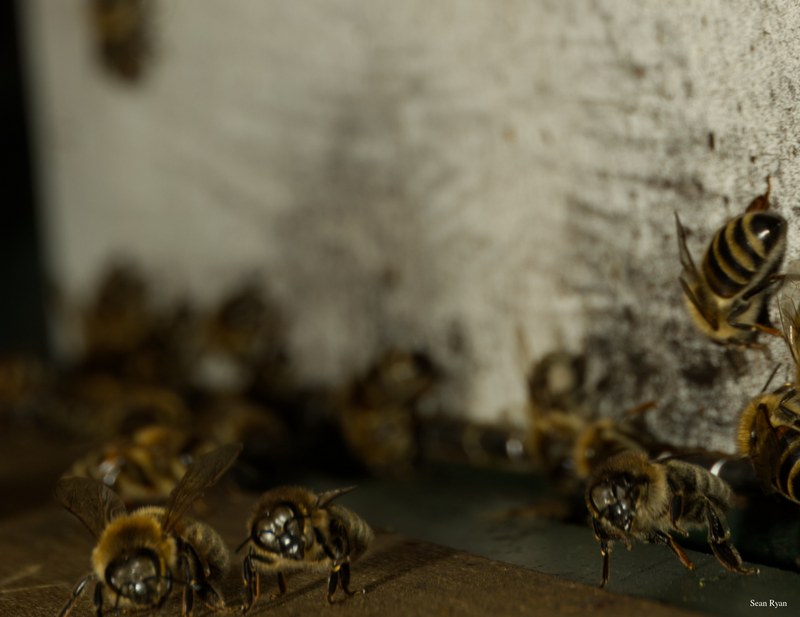 2024-07 - Bees At Apiary Near Clingandael - The Hague - SA709150.editted.good