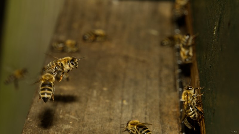 2024-07 - Bees At Apiary Near Clingandael - The Hague - SA709152.editted