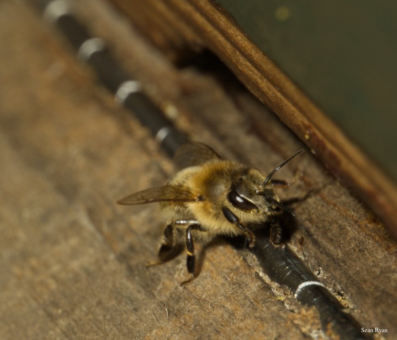 2024-07 - Bees At Apiary Near Clingandael - The Hague - SA709153.good.editted