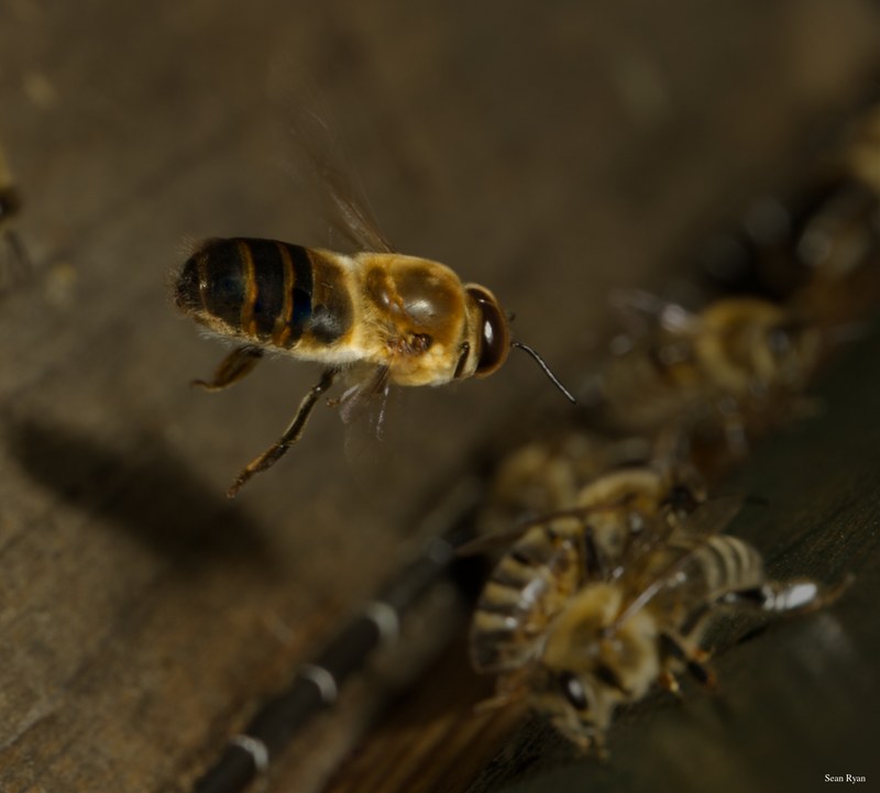 2024-07 - Bees At Apiary Near Clingandael - The Hague - SA709155.good.editted