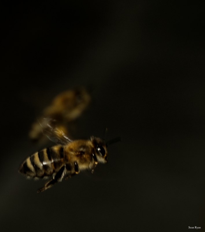 2024-07 - Bees At Apiary Near Clingandael - The Hague - SA709156.editted