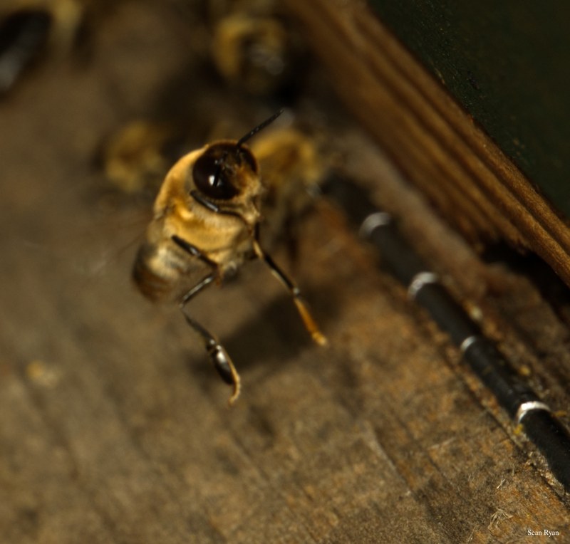 2024-07 - Bees At Apiary Near Clingandael - The Hague - SA709156.editted.ok