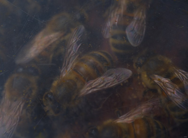 2024-07 - Bees At Apiary Near Clingandael - The Hague - SA709164.editted