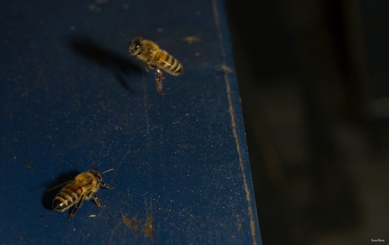 2024-07 - Bees At Apiary Near Clingandael - The Hague - SA709181.editted