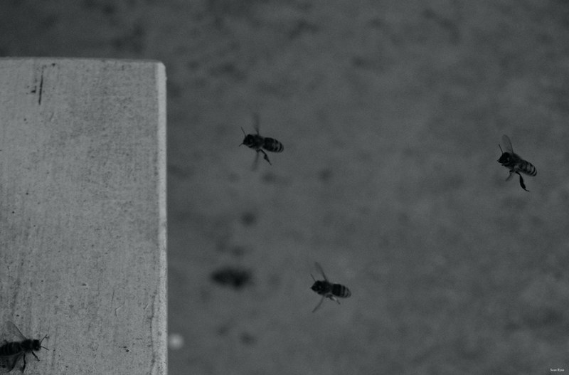 2024-07 - Bees At Apiary Near Clingandael - The Hague - SA709239.editted.bw