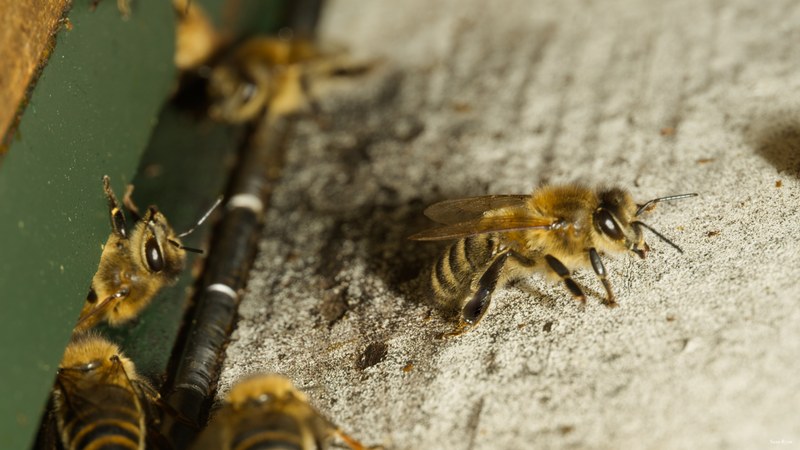 2024-07 - Bees At Apiary Near Clingandael - The Hague - SA709321.ok.crop-MM.editted