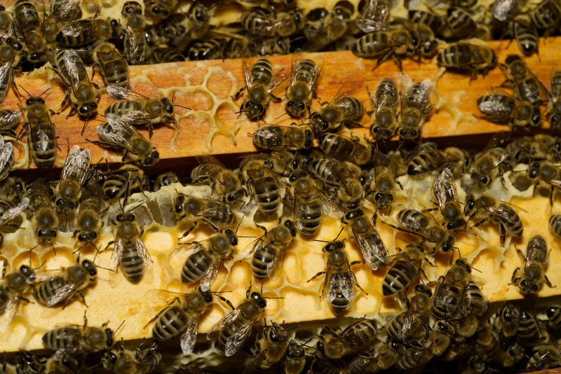 2024-07 - Bees At Apiary Near Clingandael - The Hague - SA709324.editted