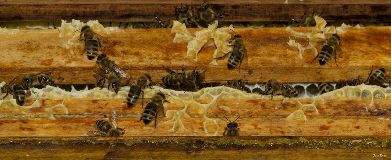 2024-07 - Bees At Apiary Near Clingandael - The Hague - SA709328.editted.ok