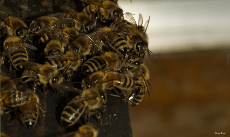 2024-07 - Bees At Apiary Near Clingandael - The Hague - SA709329.editted