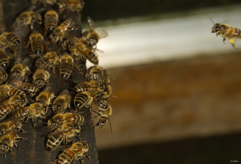 2024-07 - Bees At Apiary Near Clingandael - The Hague - SA709330.editted