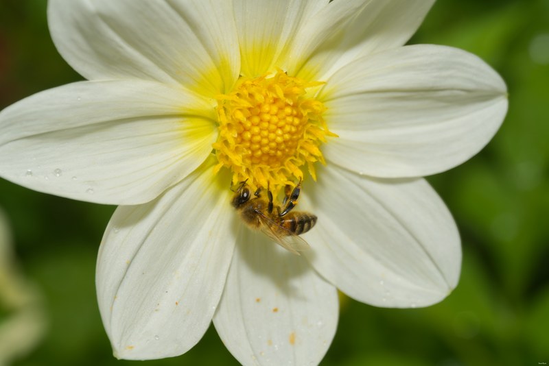 2024-07 - Bees At Apiary Near Clingandael - The Hague - SA709344.editted