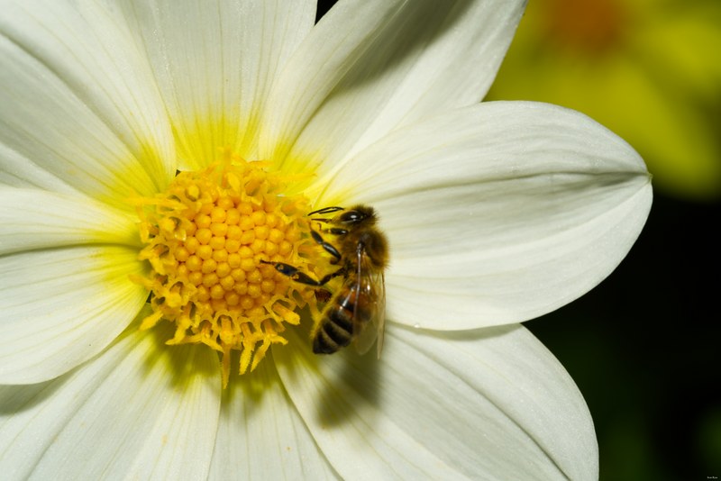 2024-07 - Bees At Apiary Near Clingandael - The Hague - SA709351.editted