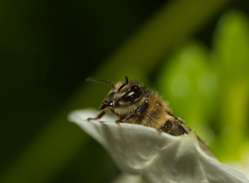 2024-07 - Bees At Apiary Near Clingandael - The Hague - Every Day Photos