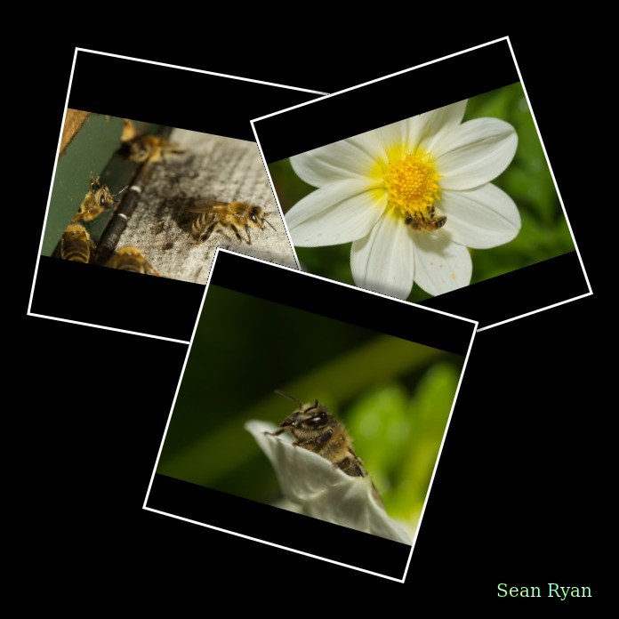 2024-07 - Bees At Apiary Near Clingandael - The Hague