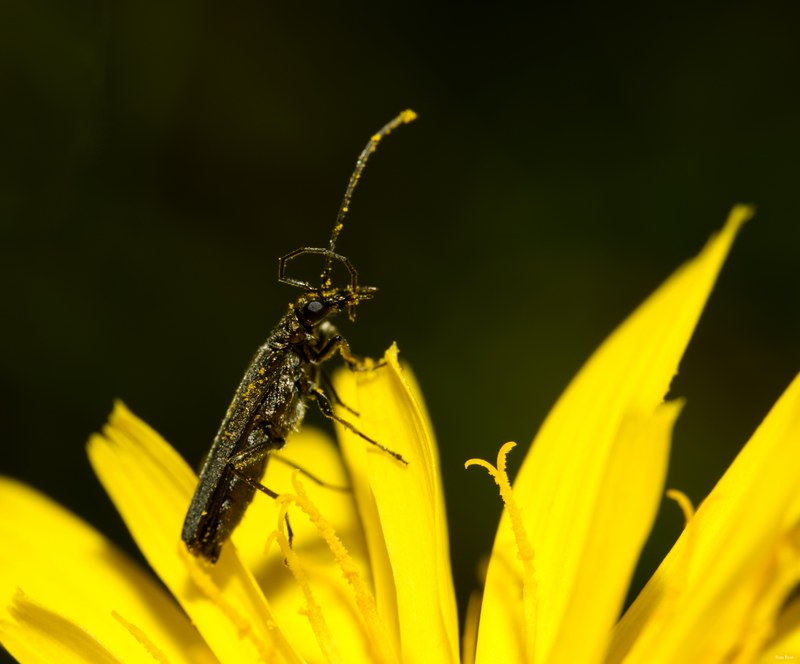 2024-07 - Meijendel Bugs Beetles Ants Toads And Flies - SA709403.editted