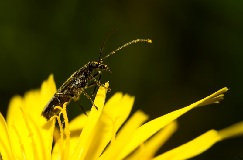 2024-07 - Meijendel Bugs Beetles Ants Toads And Flies - SA709404.editted