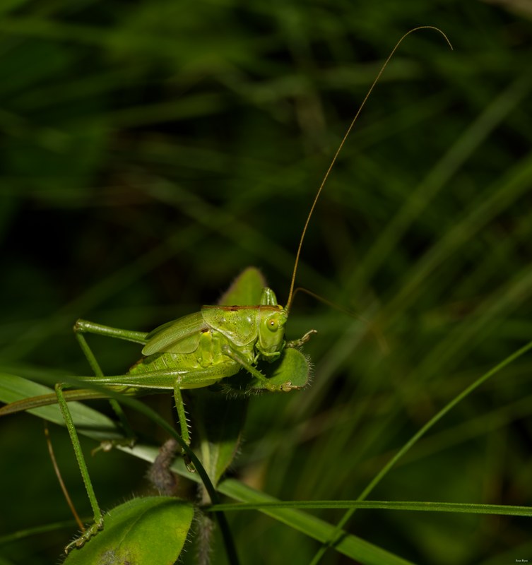 2024-07 - Meijendel Bugs Beetles Ants Toads And Flies - SA709423.editted