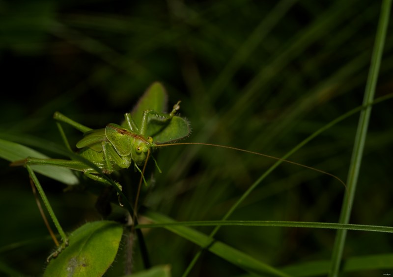 2024-07 - Meijendel Bugs Beetles Ants Toads And Flies - SA709424.editted