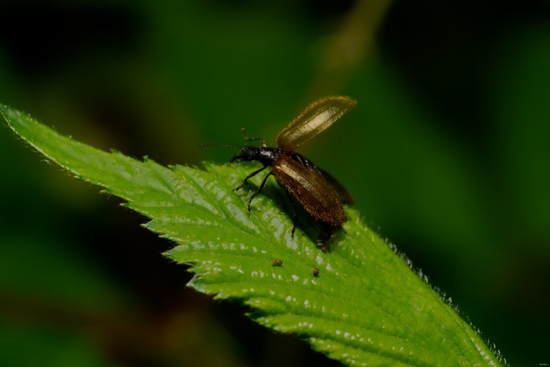 2024-07 - Meijendel Bugs Beetles Ants Toads And Flies - SA709439.editted
