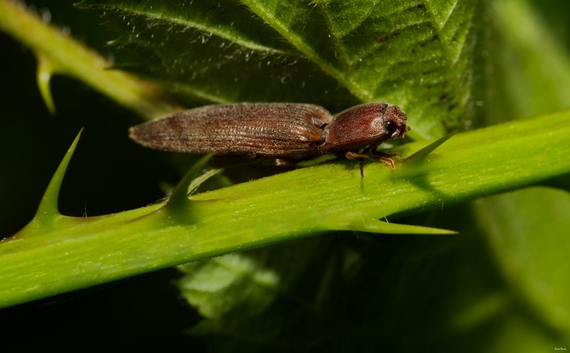 2024-07 - Meijendel Bugs Beetles Ants Toads And Flies - SA709442.editted