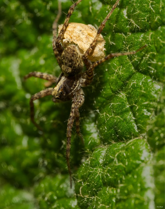 2024-07 - Meijendel Bugs Beetles Ants Toads And Flies - SA709452.editted