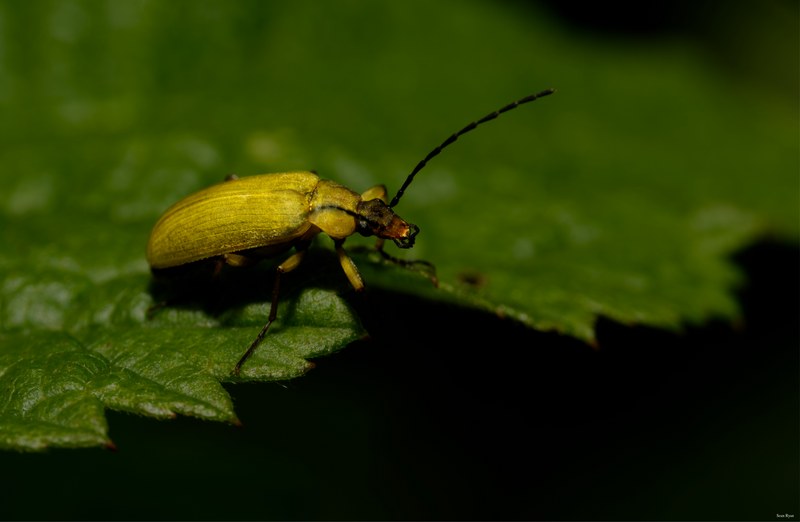 2024-07 - Meijendel Bugs Beetles Ants Toads And Flies - SA709460.editted