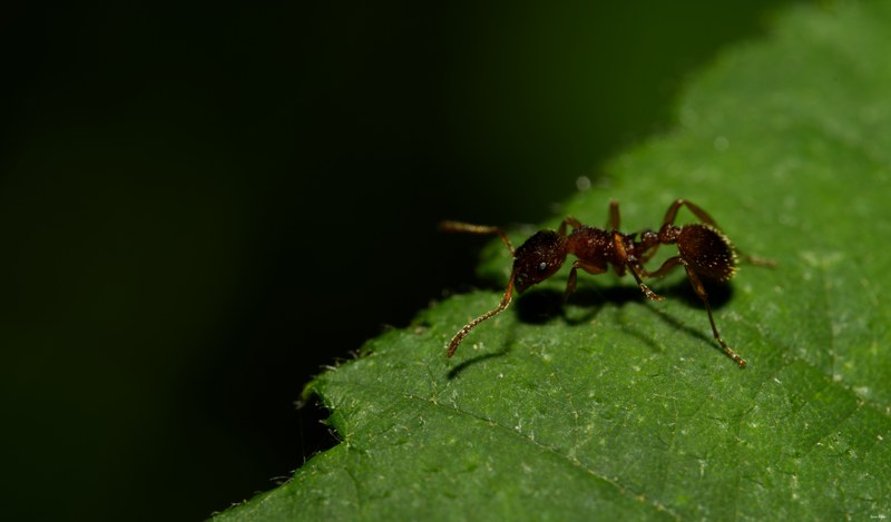 2024-07 - Meijendel Bugs Beetles Ants Toads And Flies - SA709490.editted