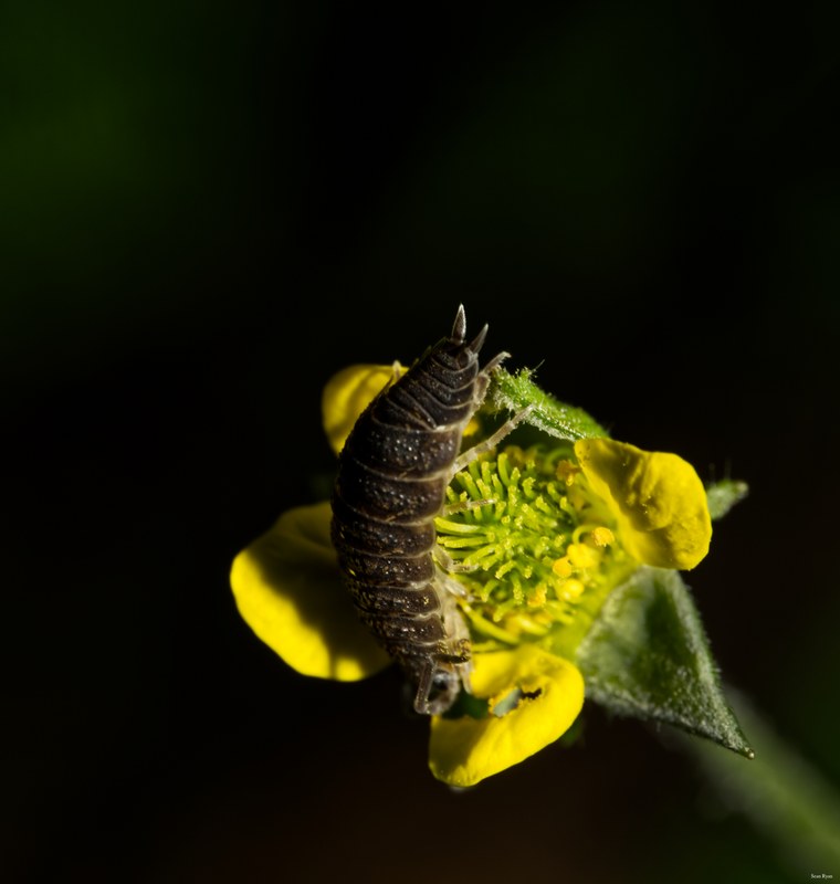 2024-07 - Meijendel Bugs Beetles Ants Toads And Flies - SA709498.editted
