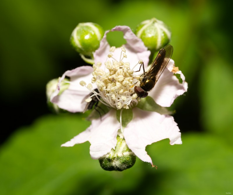 2024-07 - Meijendel Bugs Beetles Ants Toads And Flies - SA709501.editted