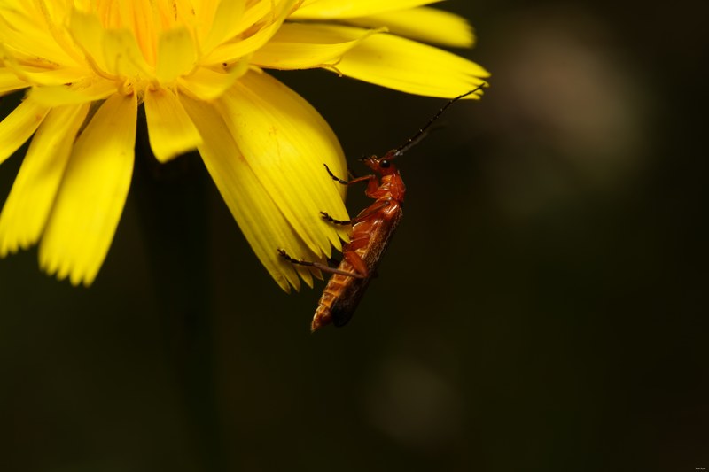 2024-07 - Meijendel Bugs Beetles Ants Toads And Flies - SA709508.good