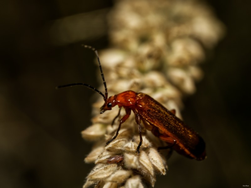 2024-07 - Meijendel Bugs Beetles Ants Toads And Flies - SA709515.good.cardinal-beetle-and-maybe-young.editted