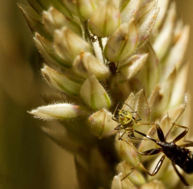 2024-07 - Meijendel Bugs Beetles Ants Toads And Flies - SA709520.editted