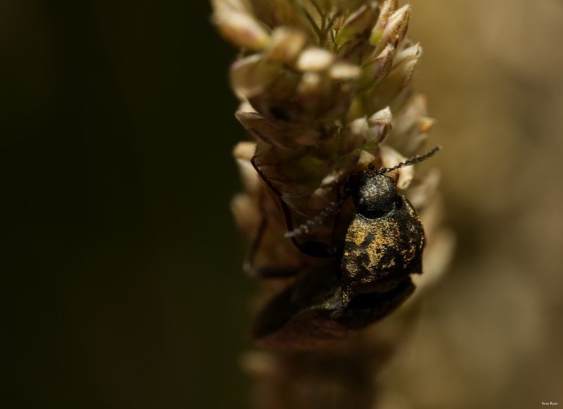 2024-07 - Meijendel Bugs Beetles Ants Toads And Flies - SA709527.editted