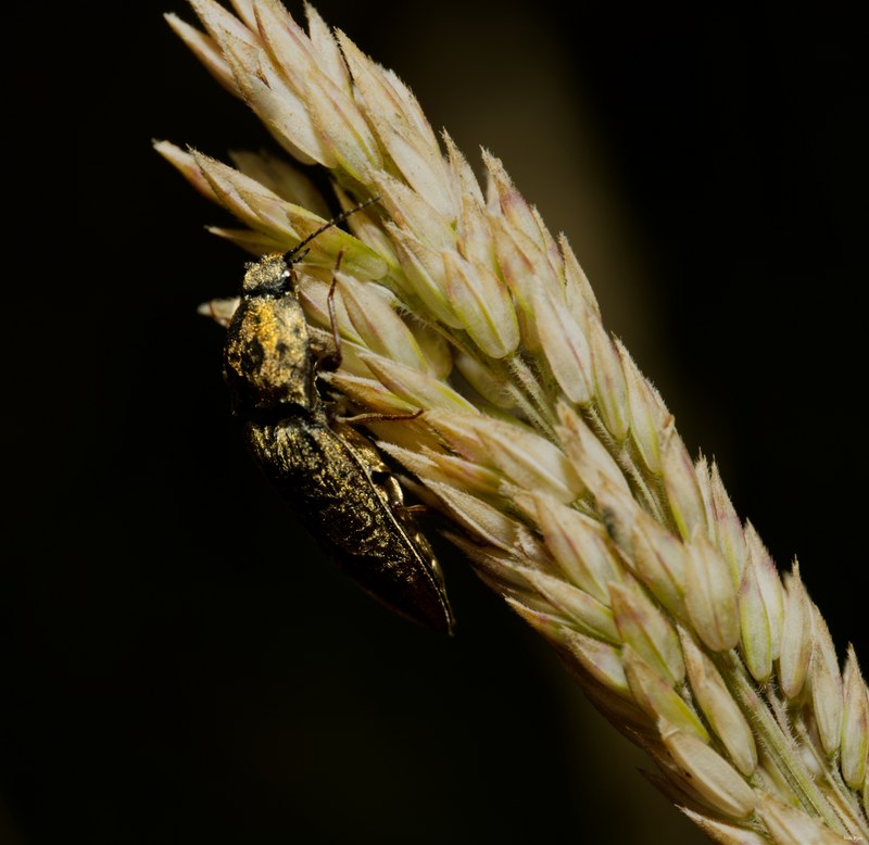 2024-07 - Meijendel Bugs Beetles Ants Toads And Flies - SA709528.editted
