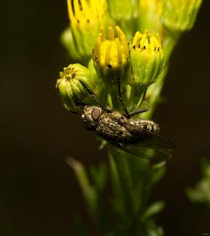 2024-07 - Meijendel Bugs Beetles Ants Toads And Flies - SA709547.editted.