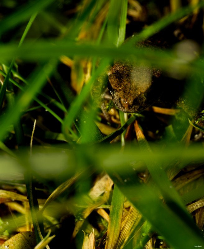 2024-07 - Meijendel Bugs Beetles Ants Toads And Flies - SA709552.editted