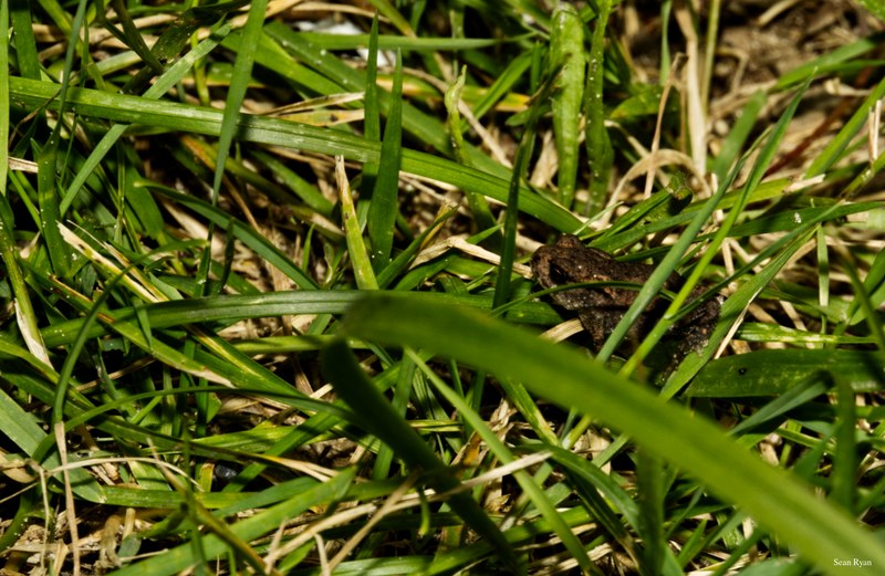2024-07 - Meijendel Bugs Beetles Ants Toads And Flies - SA709553.editted