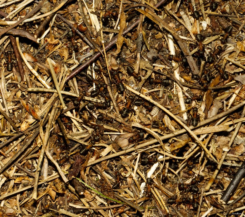 Ants - SA702730.editted