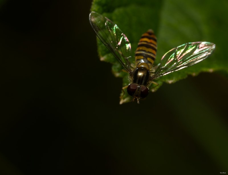 Bees-flies-and-moths - SA702222.editted