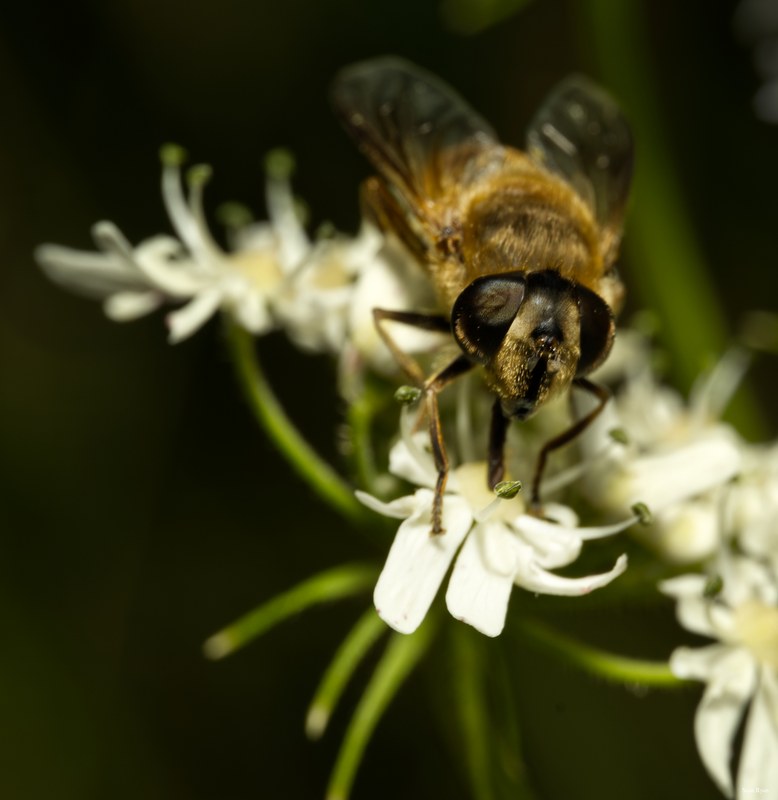 Bees-flies-and-moths - SA702228.editted.2