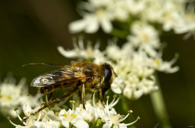 Bees-flies-and-moths - SA702230.editted