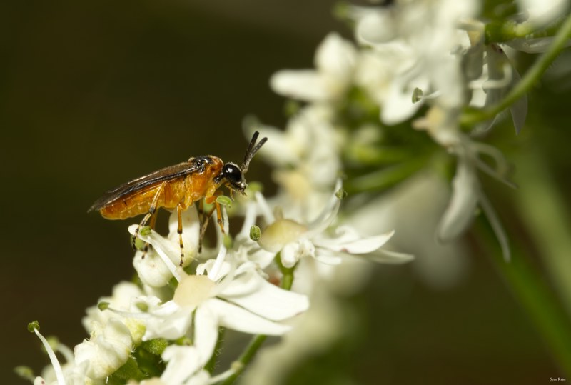 Bees-flies-and-moths - SA702233.editted