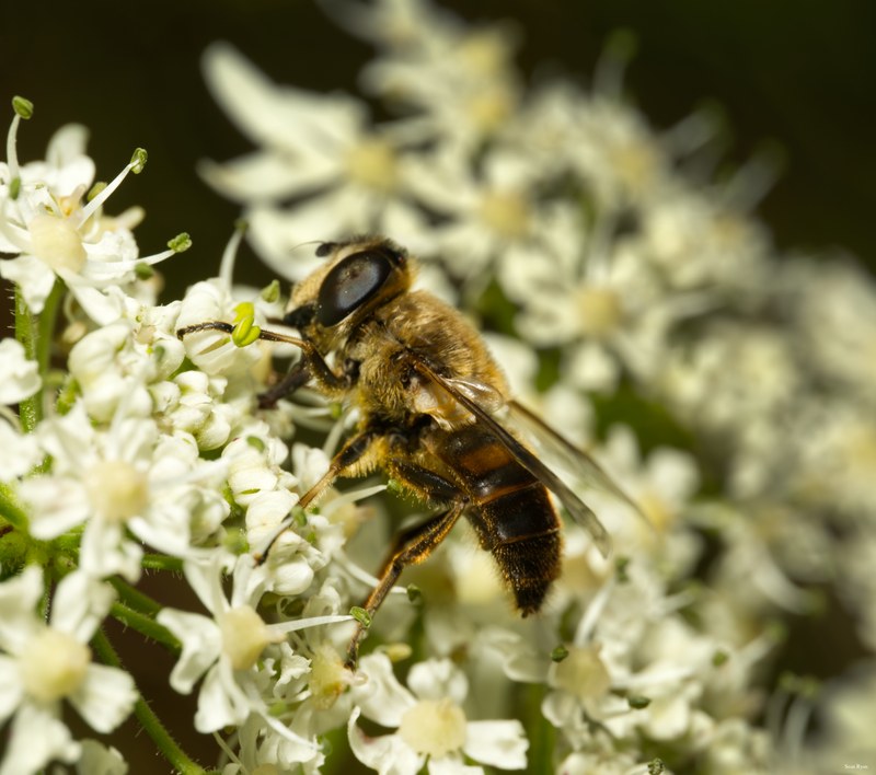 Bees-flies-and-moths - SA702237.editted
