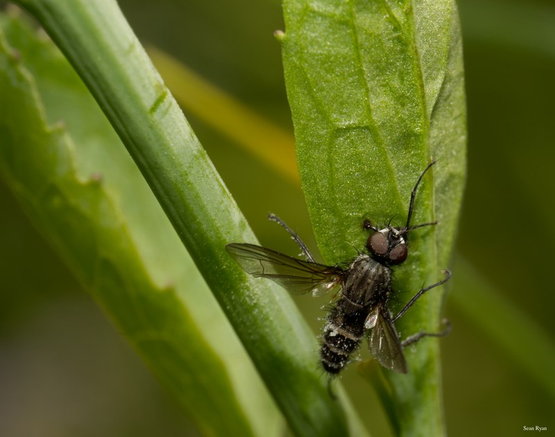 Bees-flies-and-moths - SA702239.editted