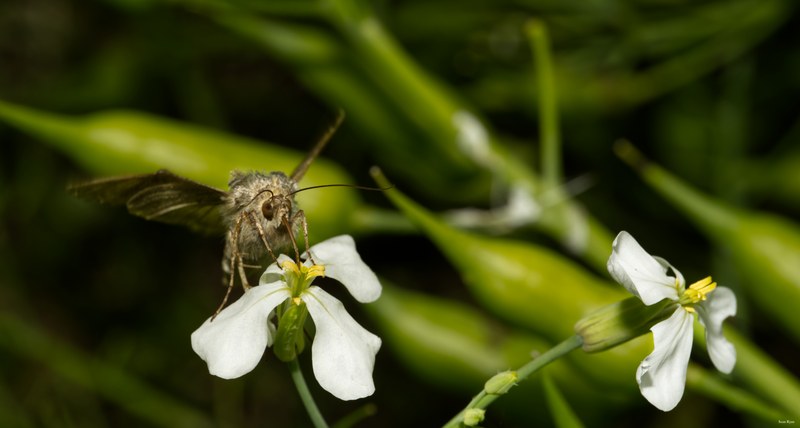 Bees-flies-and-moths - SA702263.editted