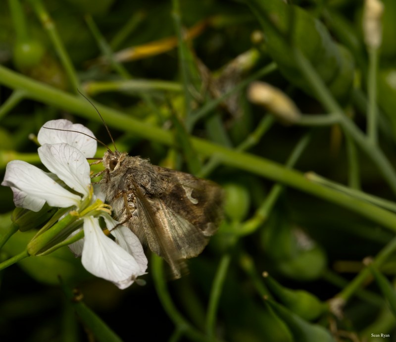 Bees-flies-and-moths - SA702265.editted
